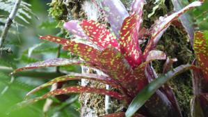 Neoregelia