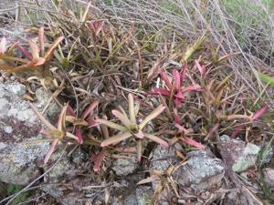 Neoregelia