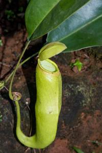 Nepenthes