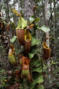 Nepenthes