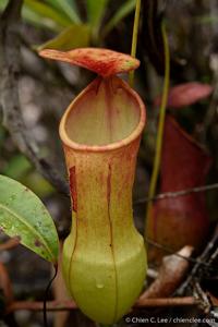 Nepenthes