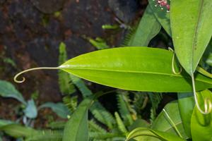 Nepenthes