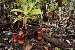 Nepenthes