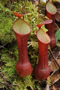 Nepenthes