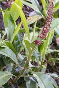 Nepenthes