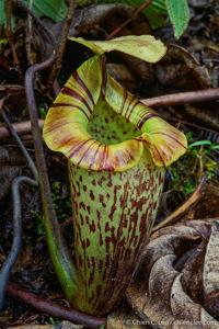 Nepenthes