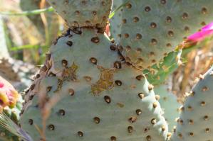 Opuntia