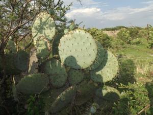 Opuntia