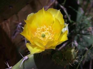 Opuntia