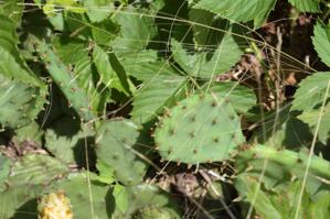 Opuntia