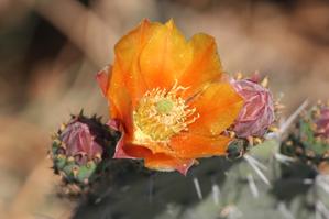 Opuntia