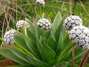 Paepalanthus