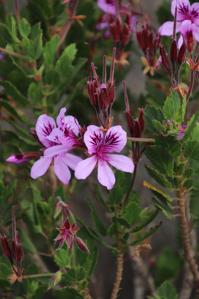 Pelargonium