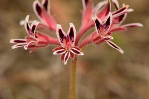 Pelargonium