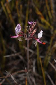 Pelargonium