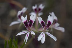 Pelargonium