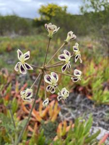 Pelargonium