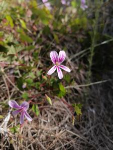 Pelargonium