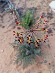 Pelargonium