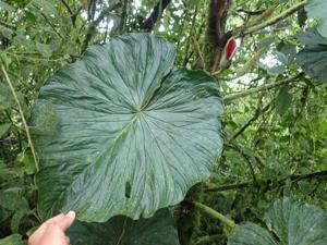 Philodendron