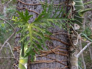 Philodendron