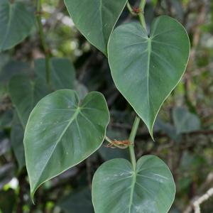 Philodendron