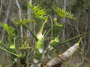 Philodendron