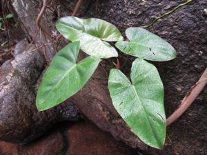 Philodendron