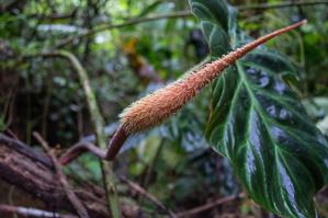 Philodendron