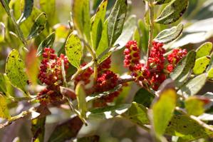 Pistacia