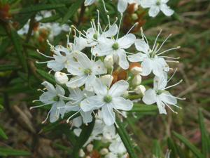 Rhododendron