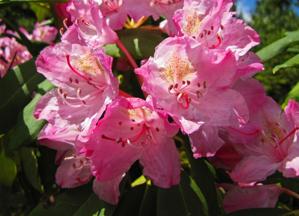 Rhododendron