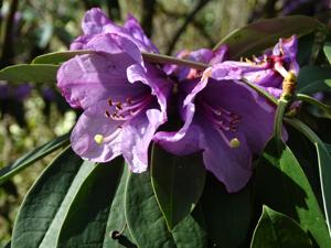 Rhododendron