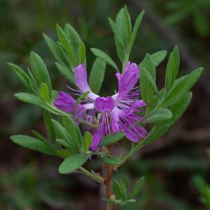 Rhododendron