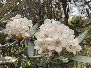 Rhododendron