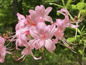 Rhododendron