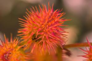 Ricinus