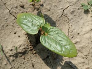 Ricinus