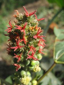 Ricinus