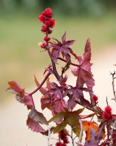 Ricinus