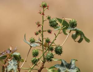 Ricinus