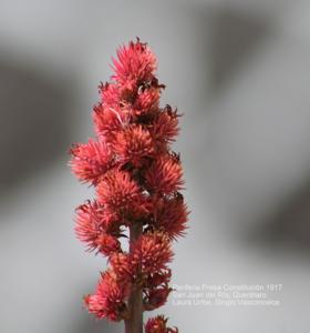 Ricinus