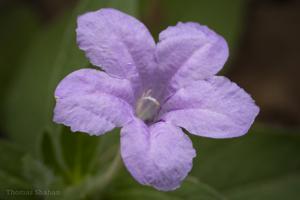 Ruellia