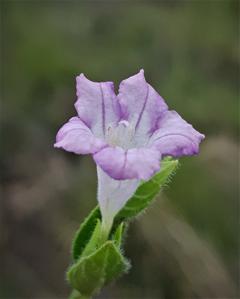 Ruellia