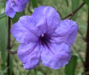 Ruellia