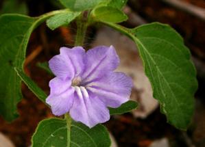 Ruellia