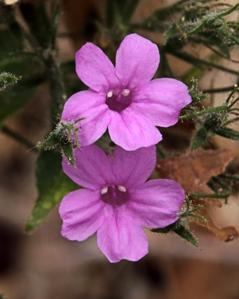 Ruellia