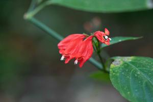 Ruellia