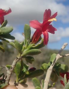 Ruellia