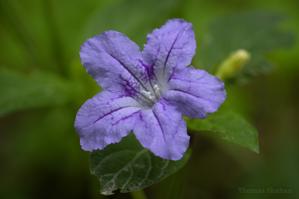 Ruellia